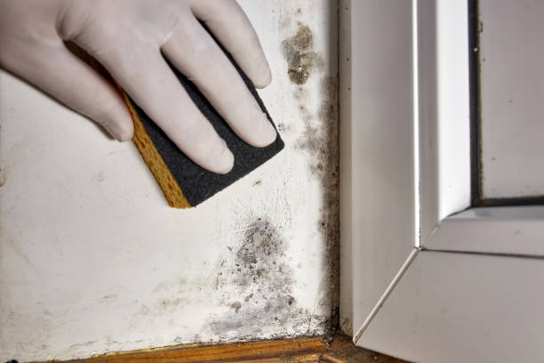 Best Real Estate Mold Inspection  in Belterra, TX